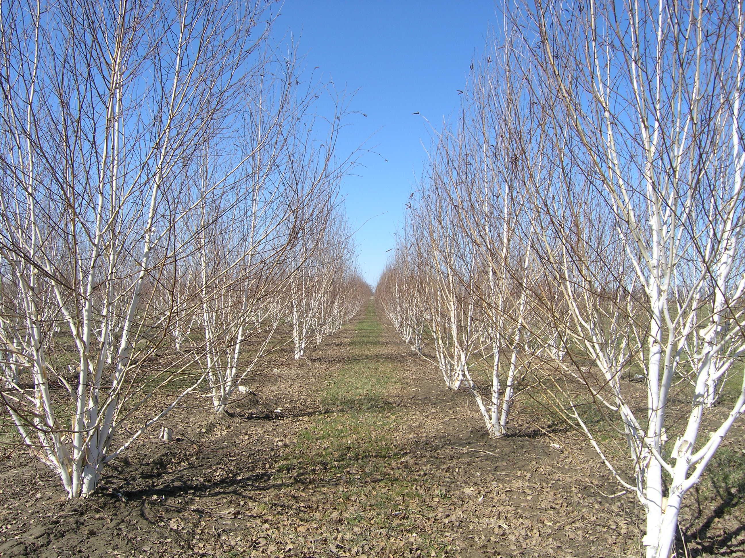 Betula utilis ‘Jacquemontii’